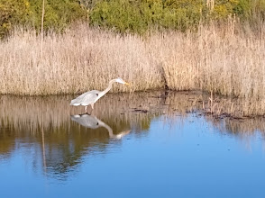 Back Bay National Wildlife Refuge