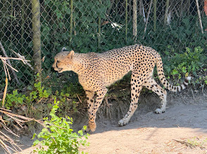 Virginia Zoo